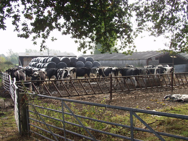 Dairy cattle feeding behind a barrier on a farm.