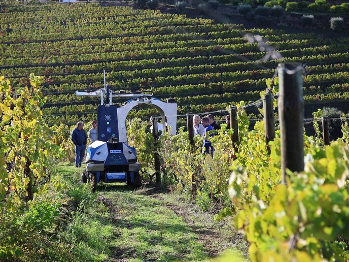 Agricultural robot operating between vineyard rows