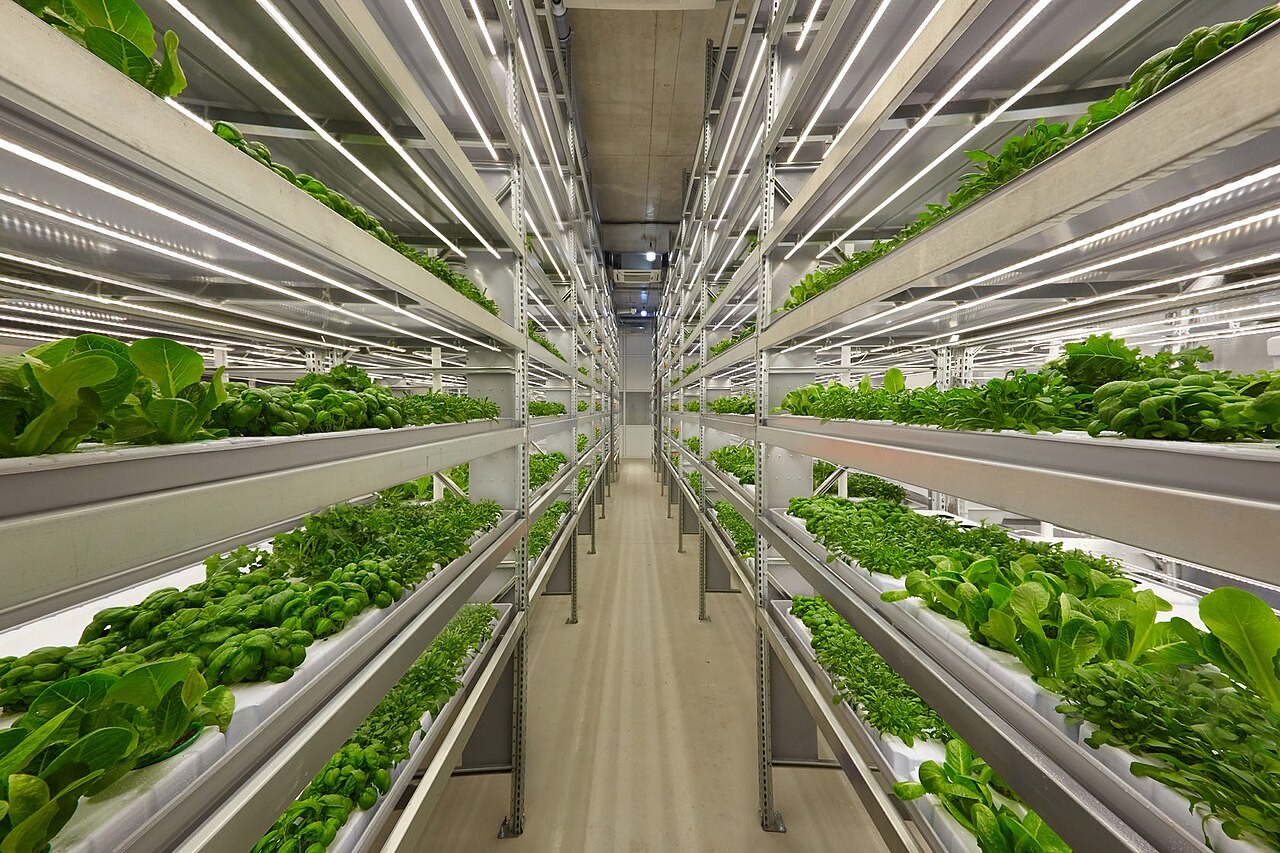 Plants growing on illuminated racks in a vertical farm in Finland.