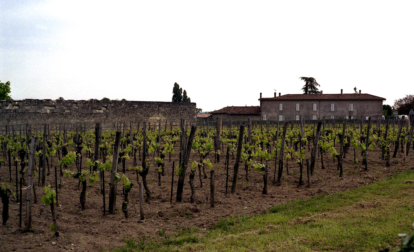 Parallel rows of vines in Saint-Emilion, France