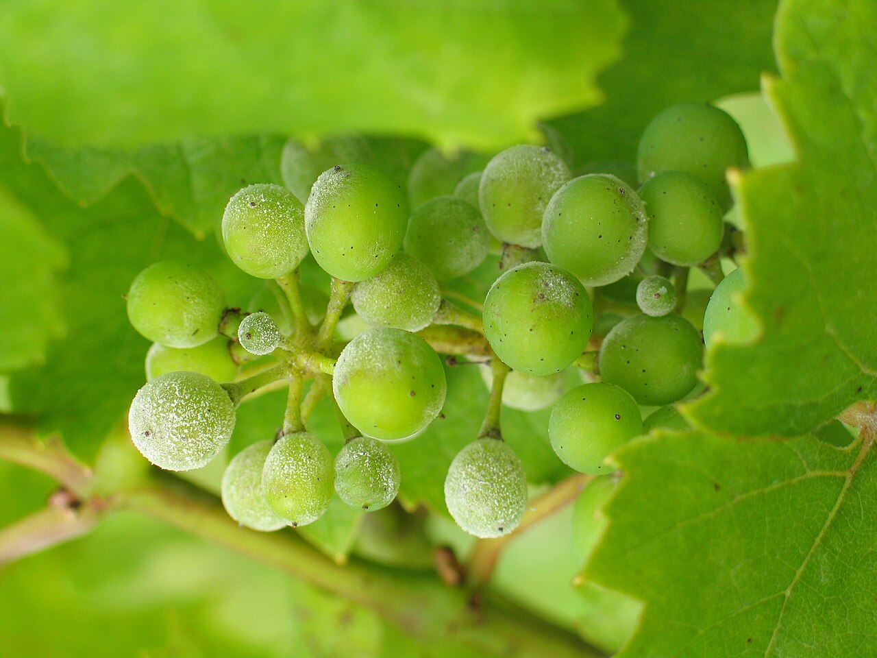 Green grapes showing visible powdery mildew; contextual photograph.