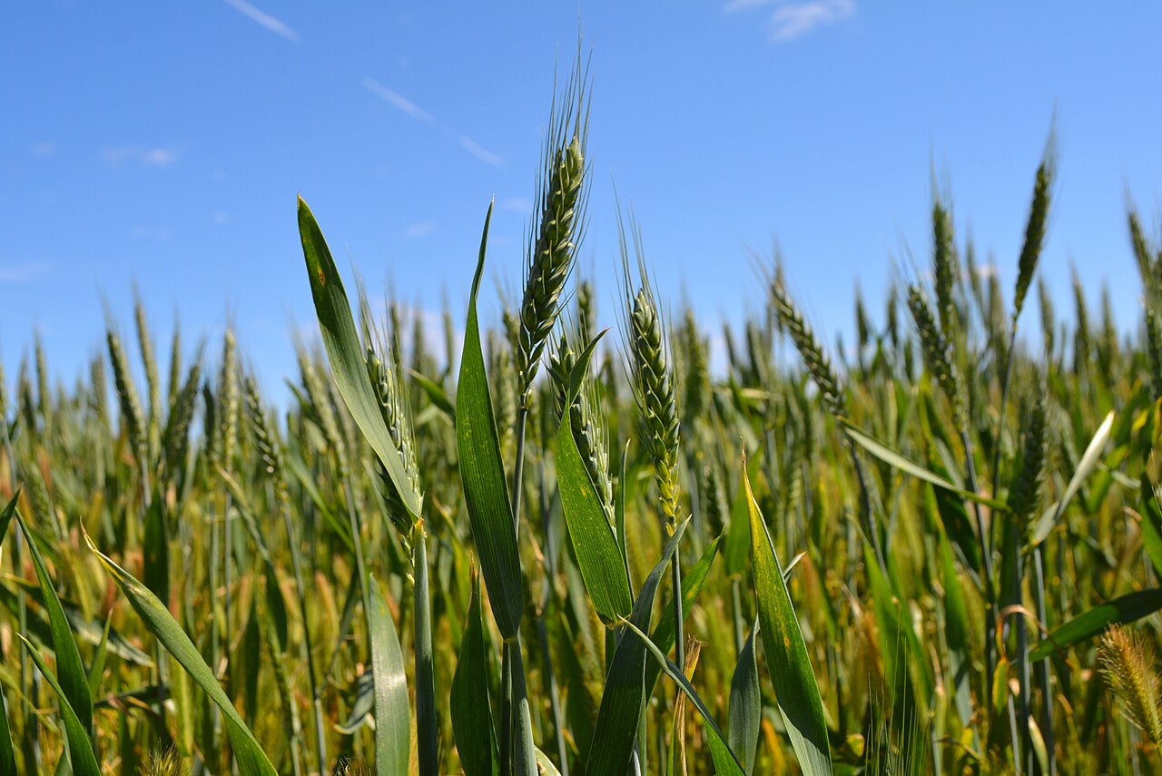 Green wheat heads in a field in Victoria, Australia
