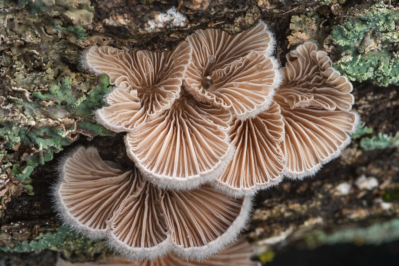 Close view of split-gill mushrooms growing on wood
