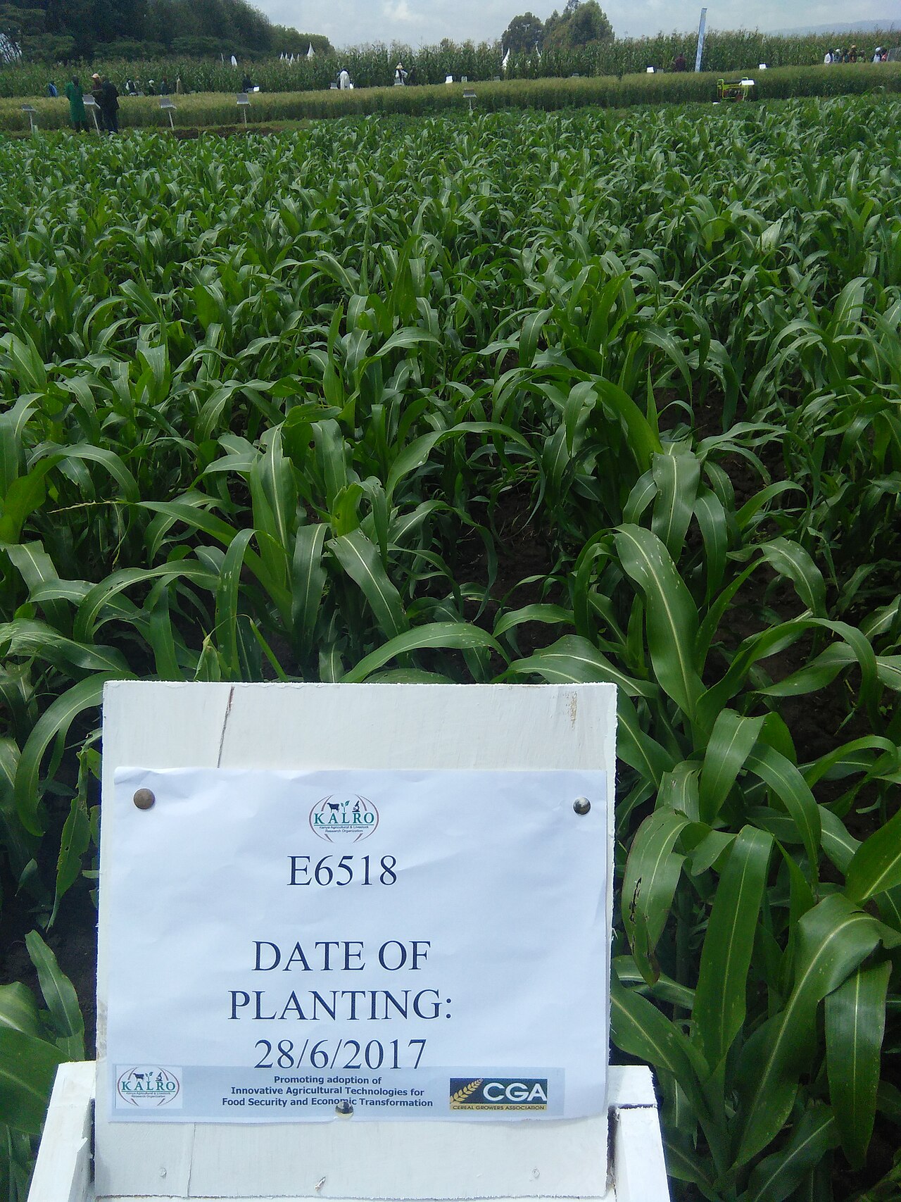 Green maize rows with a KALRO plot sign and visitors in the background