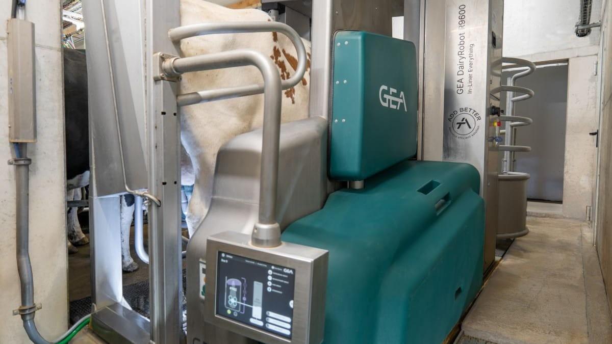 Real GEA DairyRobot R9600 automated milking unit installed in a dairy barn.