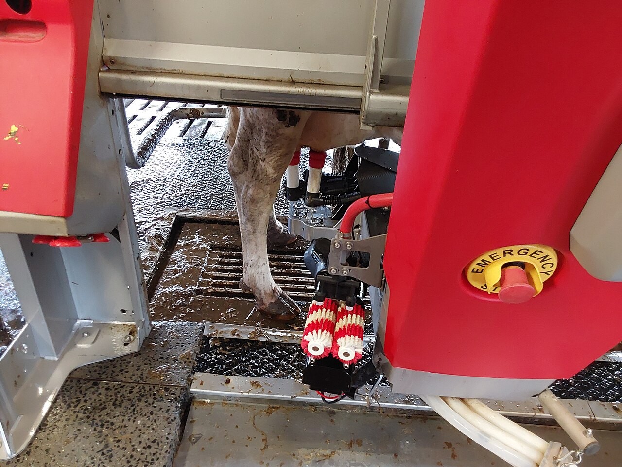 A cow standing in an automated milking station.