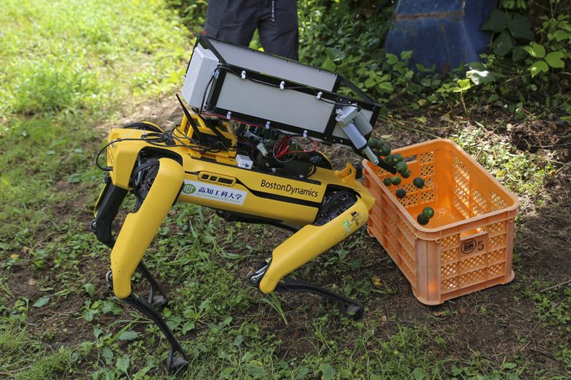 Published image sequence showing automatic disposal of thinned fruit by the quadruped system.