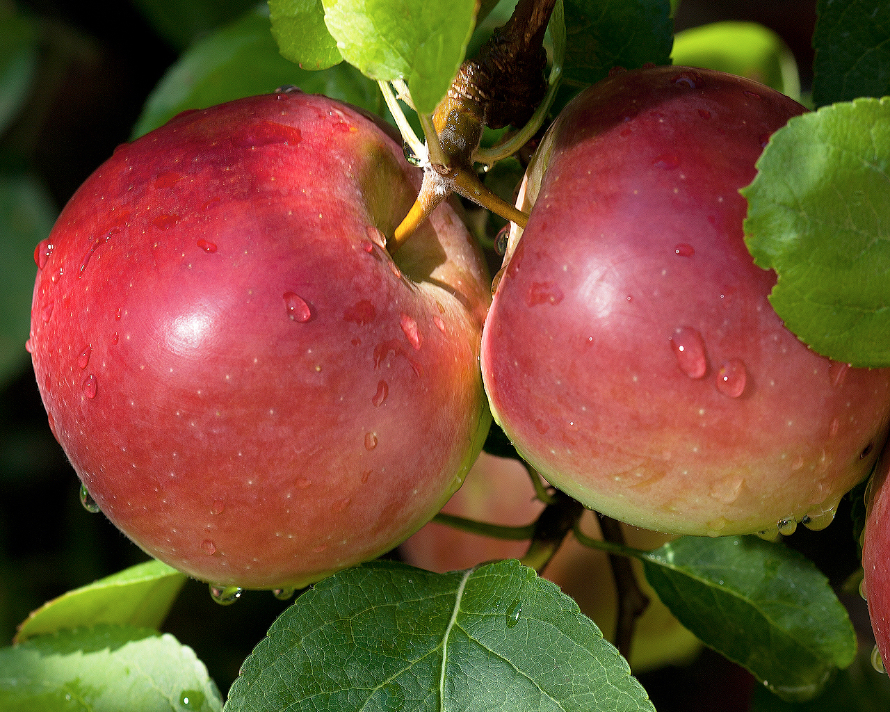 Red Empire apples hanging from a leafy tree branch.