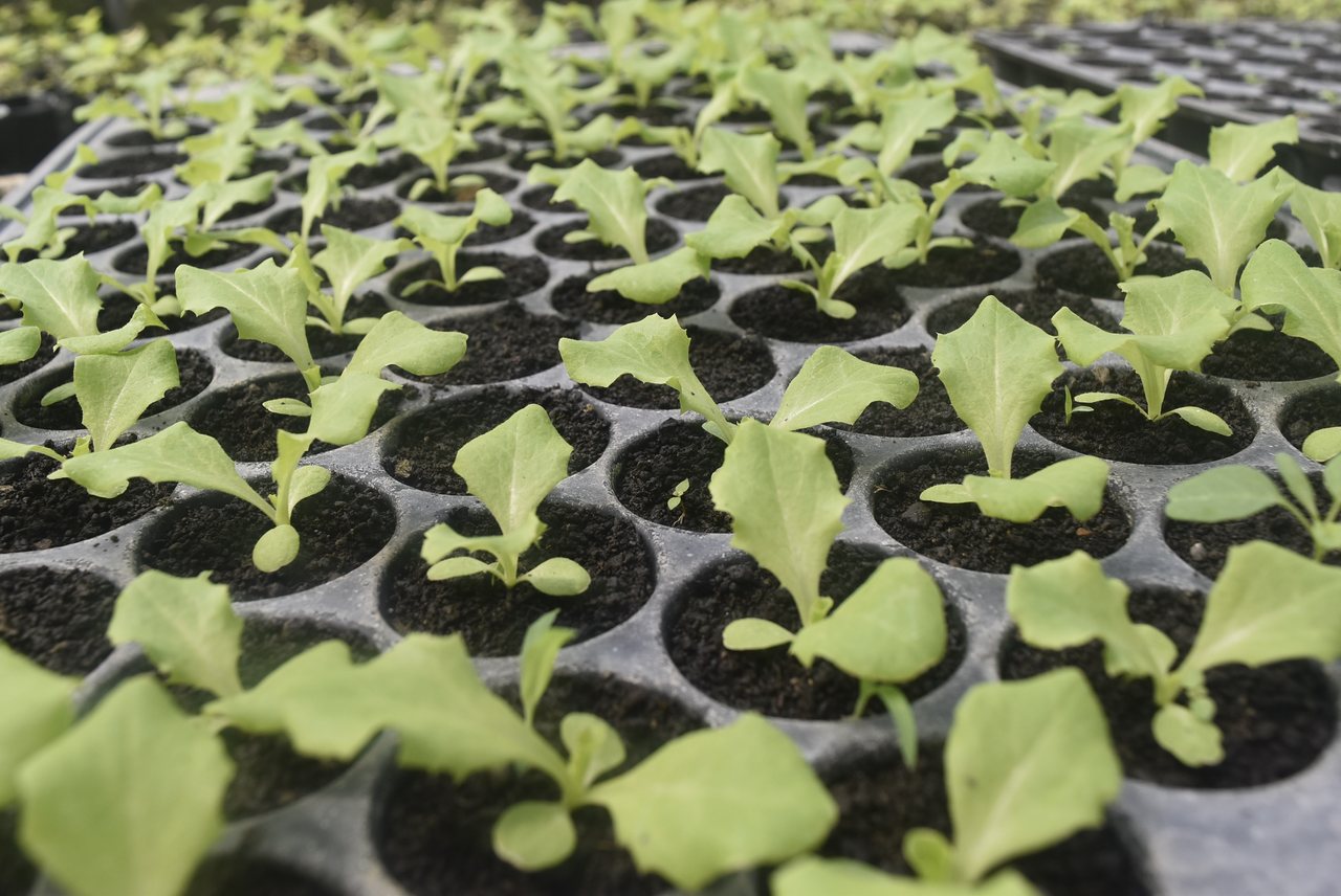 Young lettuce seedlings growing in a plug tray.