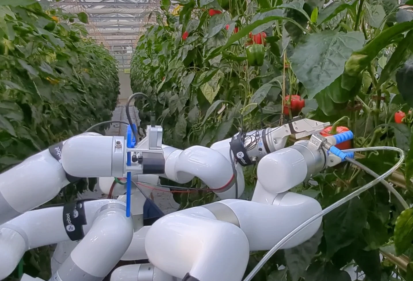 White robotic arms working among pepper plants inside a research greenhouse.