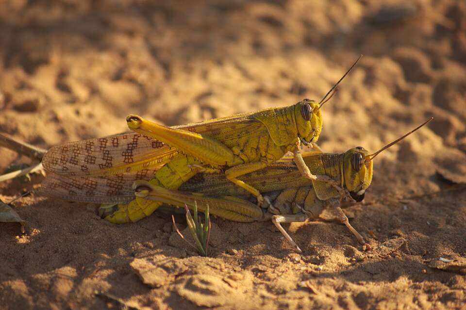 Two yellow desert locusts on bare ground.
